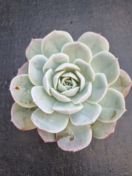 *GLGhybrid (2-238)  Echeveria Mexican Snowball hybrid 墨西哥雪球杂