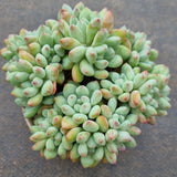 *GLGhybrid(2-94) Pachyveria Elaine × Sedeveria Blue Elf 香水精灵