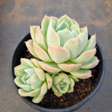 *GLGhybrid(2-1) Echeveria Elegans 'Alba' hybrid 白月影杂