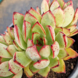 *GLGhybrid(2-35) Echeveria Puebla hybrid 普埃布拉杂