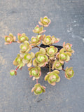 Aeonium saundersii 橄榄球玫瑰
