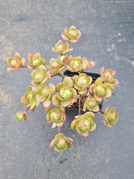 Aeonium saundersii 橄榄球玫瑰