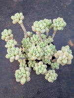 *GLGhybrid(2-354) Graptopetalum ‘Blush Danko’ 绯丸