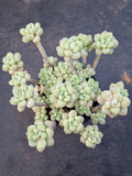 *GLGhybrid(2-354) Graptopetalum ‘Blush Danko’ 绯丸