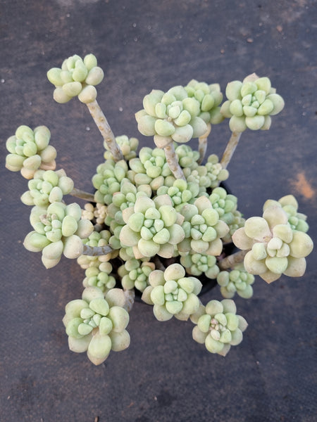 *GLGhybrid(2-354) Graptopetalum ‘Blush Danko’ 绯丸