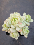 GLGhybrid - Sedum clavatum × Echeveria derenbergii 胭脂泪