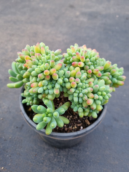 Sedum Pachyphyllum Crested 乙女心缀化