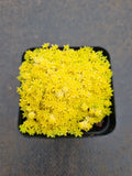 Sedum 'Tokyo Sun' 黄金万年草