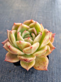 *GLGhybrid(1-819) Echeveria Agavoides Amestro hybrid 野马冬云杂