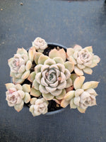11cm pot Echeveria sp. 粉黛园