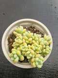 Sedum Treleasei 天使之泪