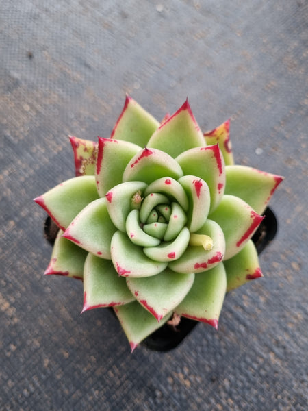 *GLGhybrid(1-766) Echeveria Agavoides Lipstick hybrid 口红杂