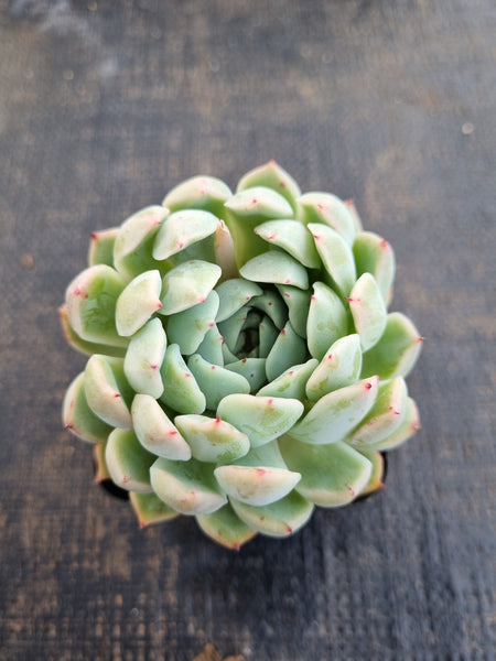 *GLGhybrid(1-1262) Echeveria cuspidata var. Zaragozae hybrid 黑爪杂