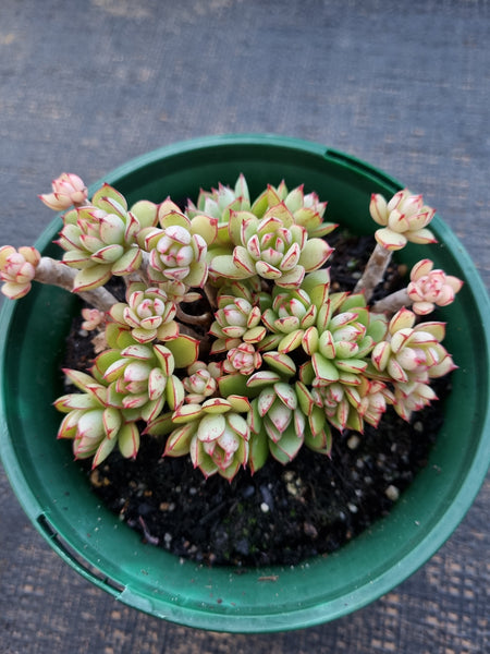 *GLGhybrid(2-328) Echeveria Ballsii Hybrid 灰姑娘杂