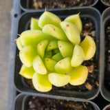 *GLGhybrid(1-1689) Special hybrid pack of 4