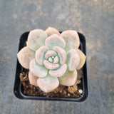 *GLGhybrid - Graptopetalum Mendozae X Ellen 丸姬杂艾伦