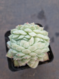*GLGhybrid(1-789) Echeveria Elegans 'Alba' hybrid crested 白月影杂缀化