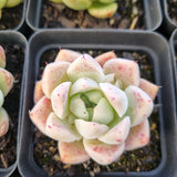 *GLGhybrid(1-1684) Special hybrid pack of 4