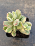 Cotelydon Tomentosa variegated - white form 白熊