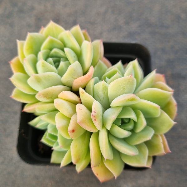 *GLGhybrid(1-1677) Echeveria Hyalina hybrid 海琳娜杂