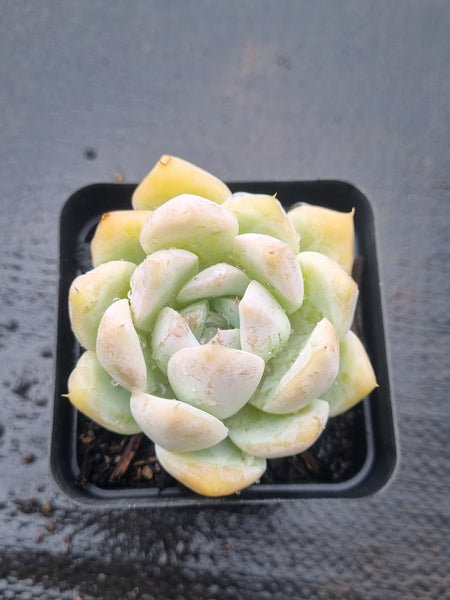 *GLGhybrid(1-1479) Echeveria Mexican Giant hybrid  巨人杂