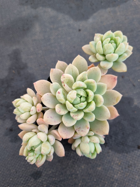 *GLGhybrid(1-1200) Echeveria prolifica hybrid 粉蔓杂