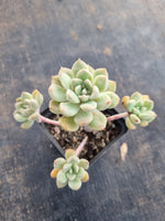 *GLGhybrid(1-361) Graptopetalum Mendozae hybrid 丸姬杂