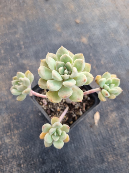 *GLGhybrid(1-361) Graptopetalum Mendozae hybrid 丸姬杂