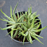 11cm pot Haworthia Attenuata Variegata 雪重之松