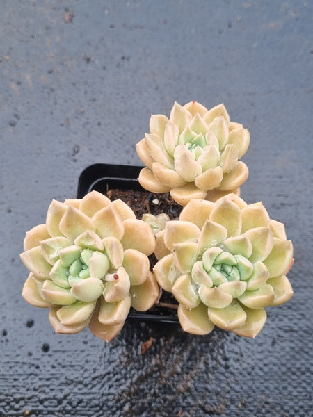 *GLGhybrid(1-1506) Graptopetalum Mendozae hybrid 丸姬杂