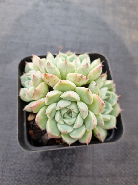 *GLGhybrid(1-386) Echeveria Elegans 'Alba' hybrid 白月影杂