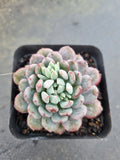 Echeveria setosa var. deminuta x lilacina 姬小光