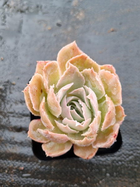 *GLGhybrid(1-1531) Echeveria shaviana hime hybrid 沙维娜杂