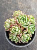 *GLGhybrid(2-188) Echeveria Sierra Hybrid 爱斯诺杂