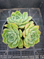 *GLGhybrid (2-83) Echeveria Secunda hybrid 赛康达杂