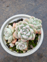 11cm pot Echeveria Rumengling 如梦令11cm盆