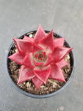 Echeveria Romeo Rubin 罗宾