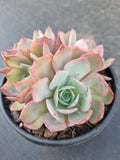 *GLGhybrid(2-372) Echeveria Laulensis hybrid 劳伦斯杂