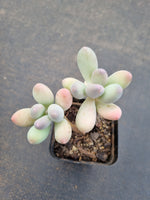 *GLGhybrid(1-1095) Pachyphytum hybrid 厚叶草属杂