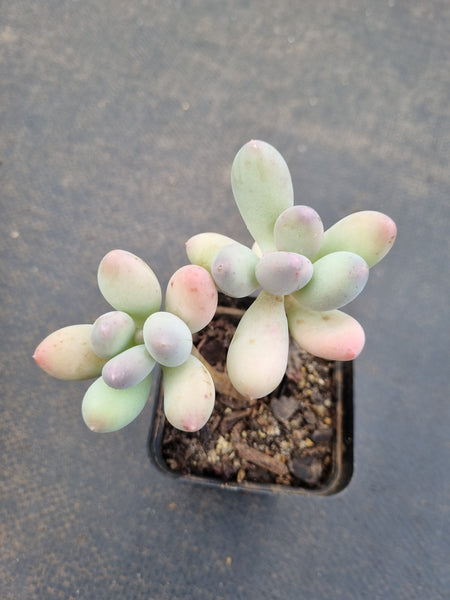*GLGhybrid(1-1095) Pachyphytum hybrid 厚叶草属杂