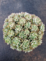 *GLGhybrid(2-319) Echeveria Ballsii Hybrid 灰姑娘杂