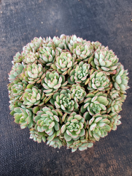 *GLGhybrid(2-319) Echeveria Ballsii Hybrid 灰姑娘杂