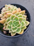 *GLGhybrid(2-25) Echeveria Agavoides hybrids crested 东云杂缀化