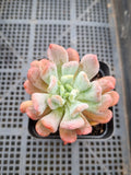 Echeveria New Irish Mint 新爱尔兰薄荷