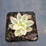 Sedeveria Pat's Pink variegated 布丁锦
