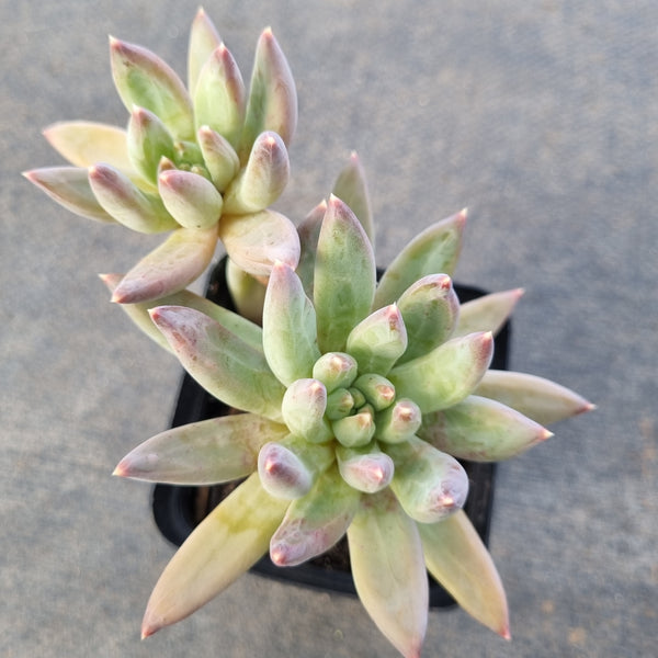 *GLGhybrid(1-1674) Pachyphytum compactum hybrid 千代田之松杂