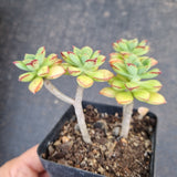 Echeveria Supia 酥皮鸭