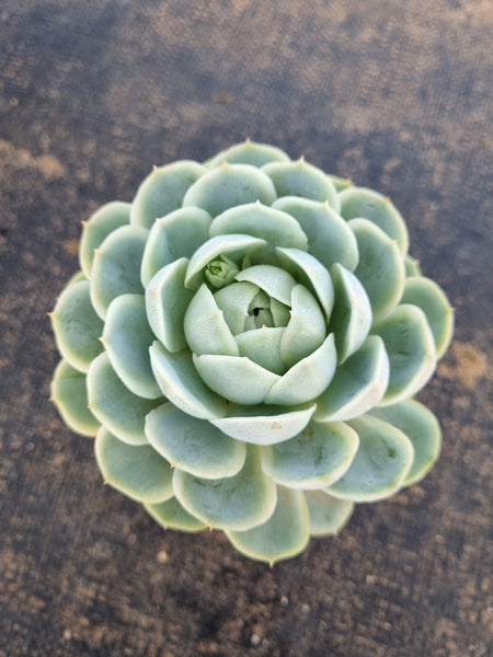 *GLGhybrid(1-193) Echeveria Mexican Snowball hybrid 墨西哥雪球杂