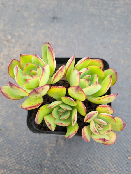 *GLGhybrid(1-1568) Echeveria Pulidonis Veracruz hybrid 红边灵影杂