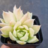 *GLGhybrid(1-1631) Echeveria Elegans 'Alba' hybrid 白月影杂